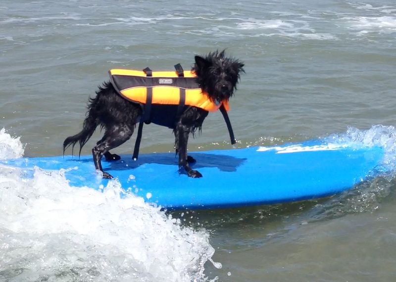 SoCal Surf Dogs – San Diego, CA
