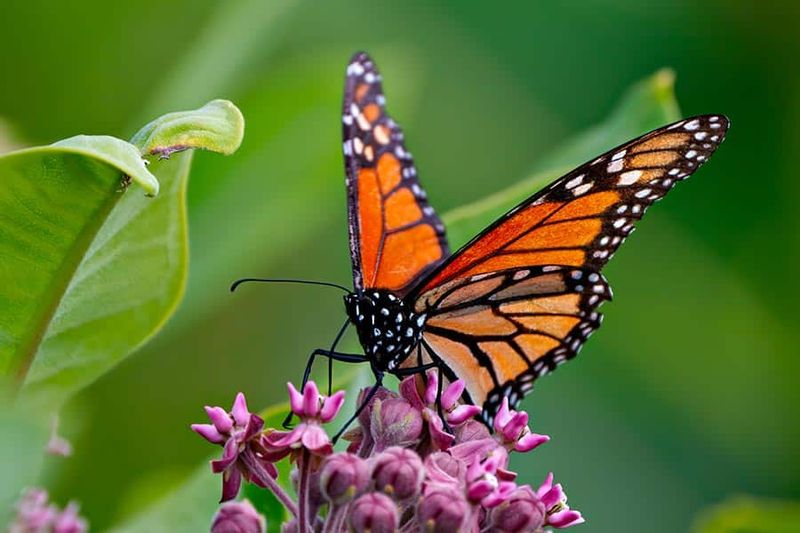 Monarch Butterfly - Miraculous Migrants