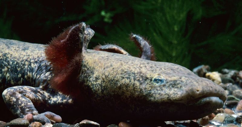 Mudpuppy: The Salamander That Never Grows Up