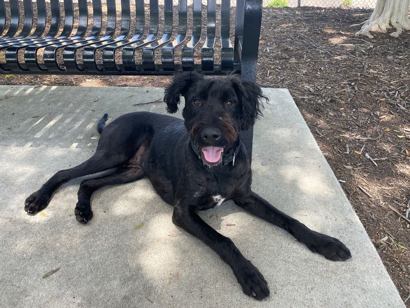 Gastonia: Unexpected Dog-Lover's Delight