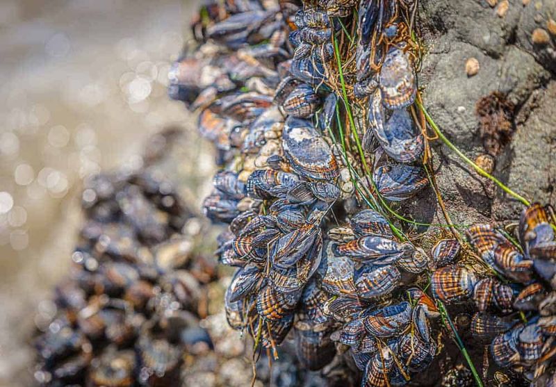 Mussels – Montana De Oro State Park, Point Lobos State Reserve