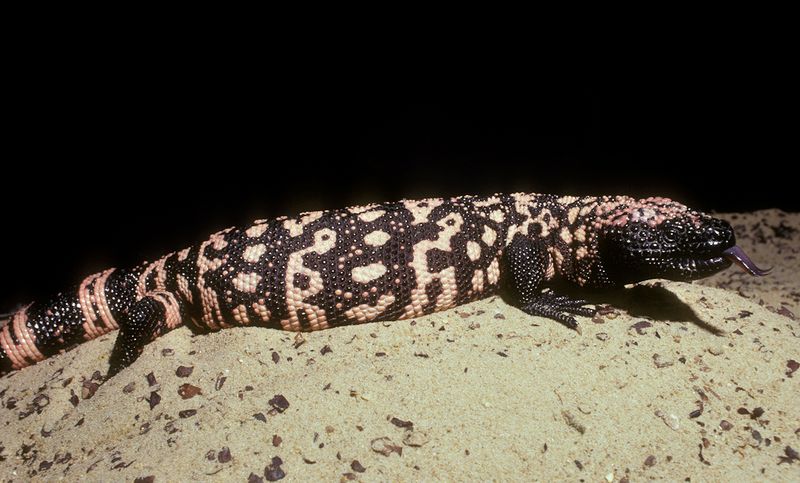 The Gila Monster