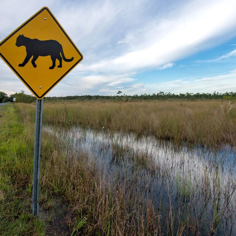 Communities Embracing Their Wild Neighbors