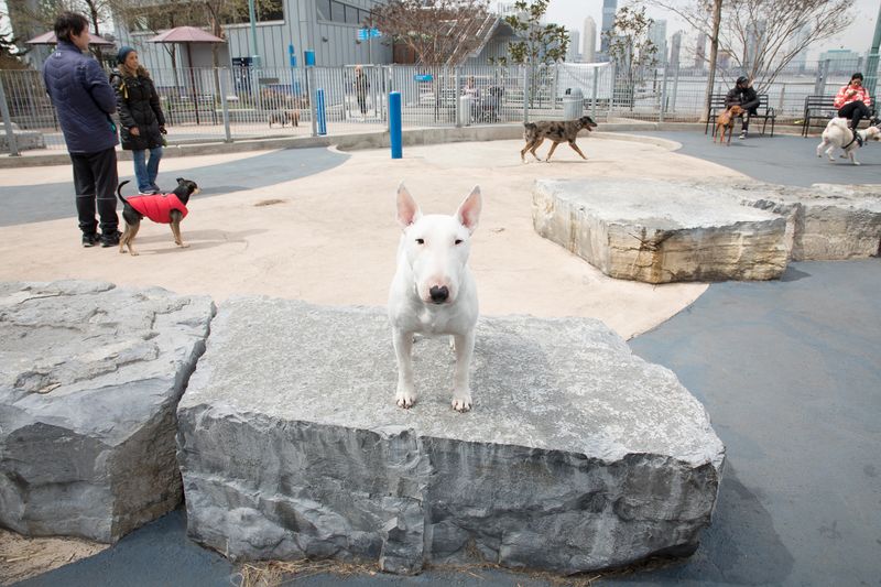 Pier 26 Dog Run: Tribeca's Waterfront Wonderland