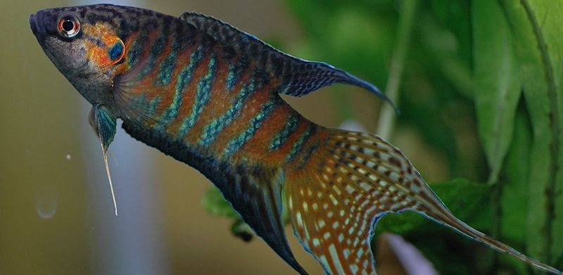 Paradise Fish: The Original Aquarium Pioneer