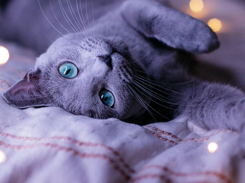 Russian Blue