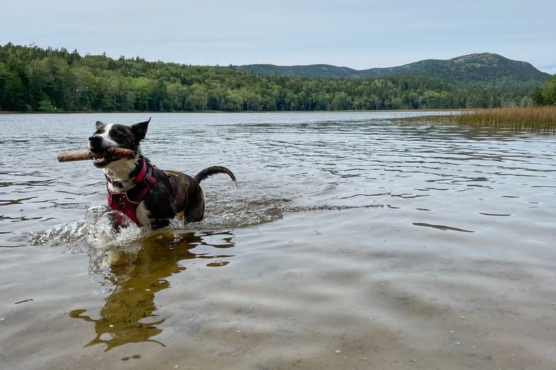 Little Long Pond: Mount Desert Island's Canine Wonderland