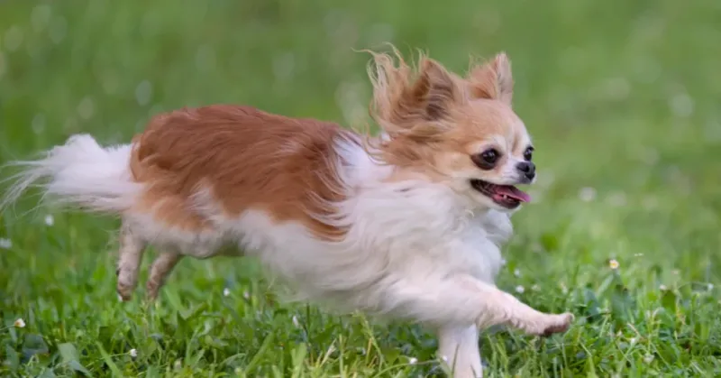 Patellar Luxation: Small Dogs, Big Knee Problems