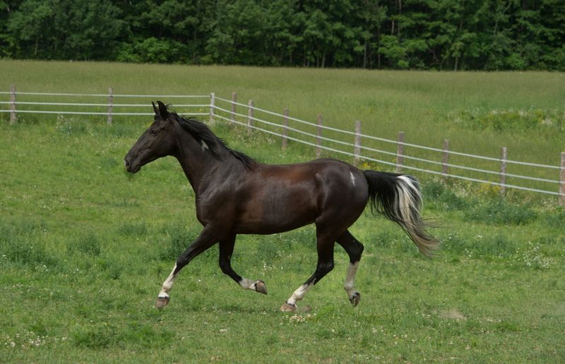 Smooth Racking Horse