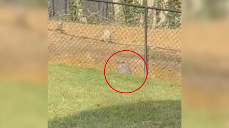 surprising visitor in the yard