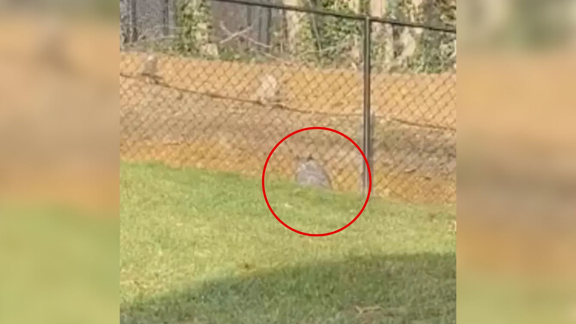 Homeowner In New York Discovers Surprising Visitor Near Fence And Can’t Believe His Eyes