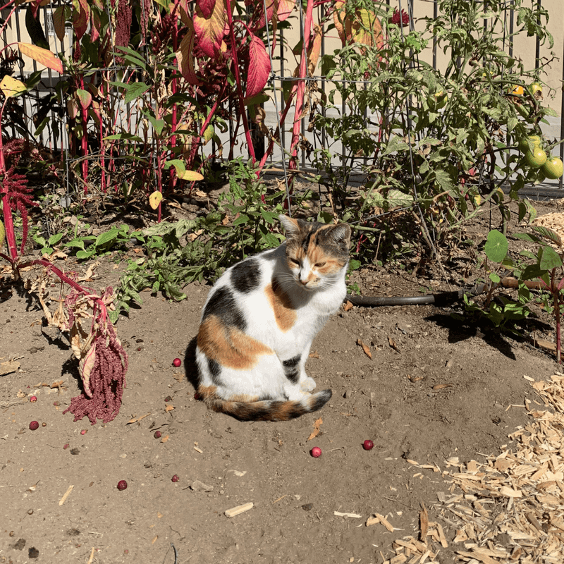 Cats: Rodent Patrol With Attitude