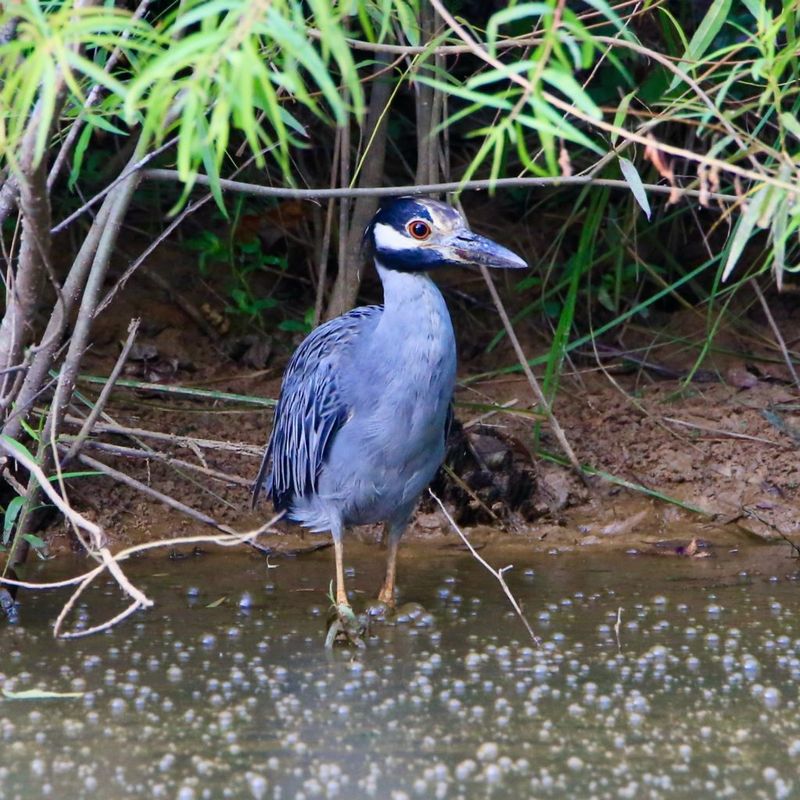 Yellow-crowned Night Heron