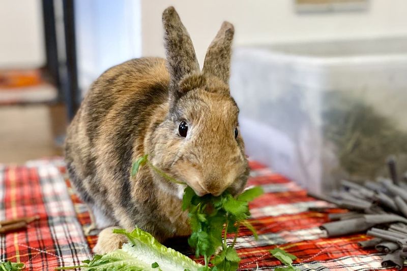 Farm-Fresh Bunny Buffet Year-Round