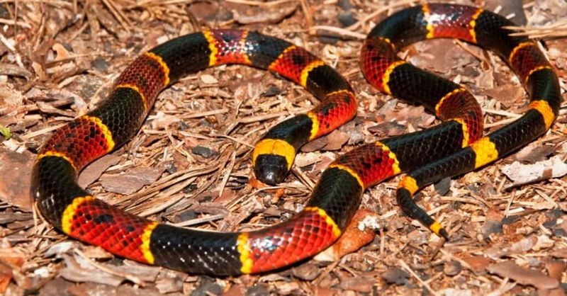 Coral Snake: The Desert's Colorful Deceiver