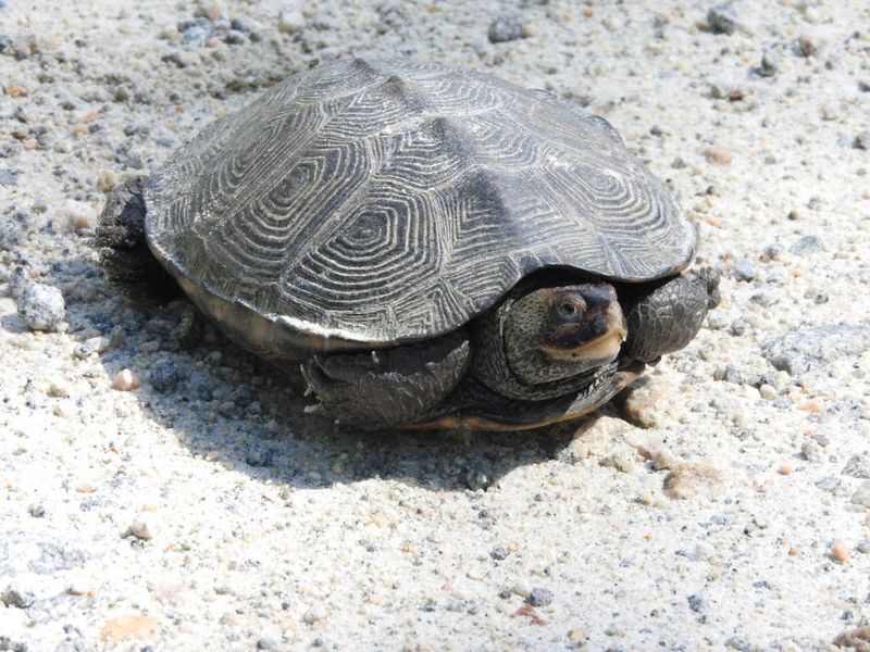 Diamondback Terrapins: The Jamaica Bay Swimmers