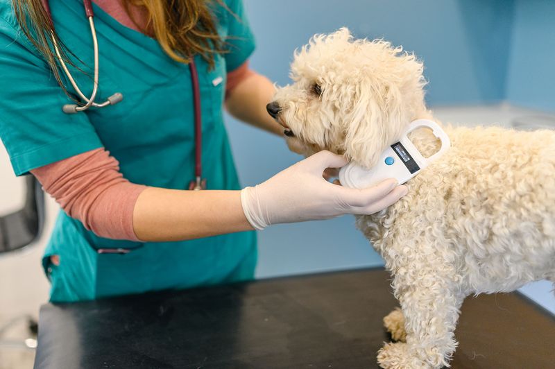 Microchip Mandate: The Digital Dog Tag