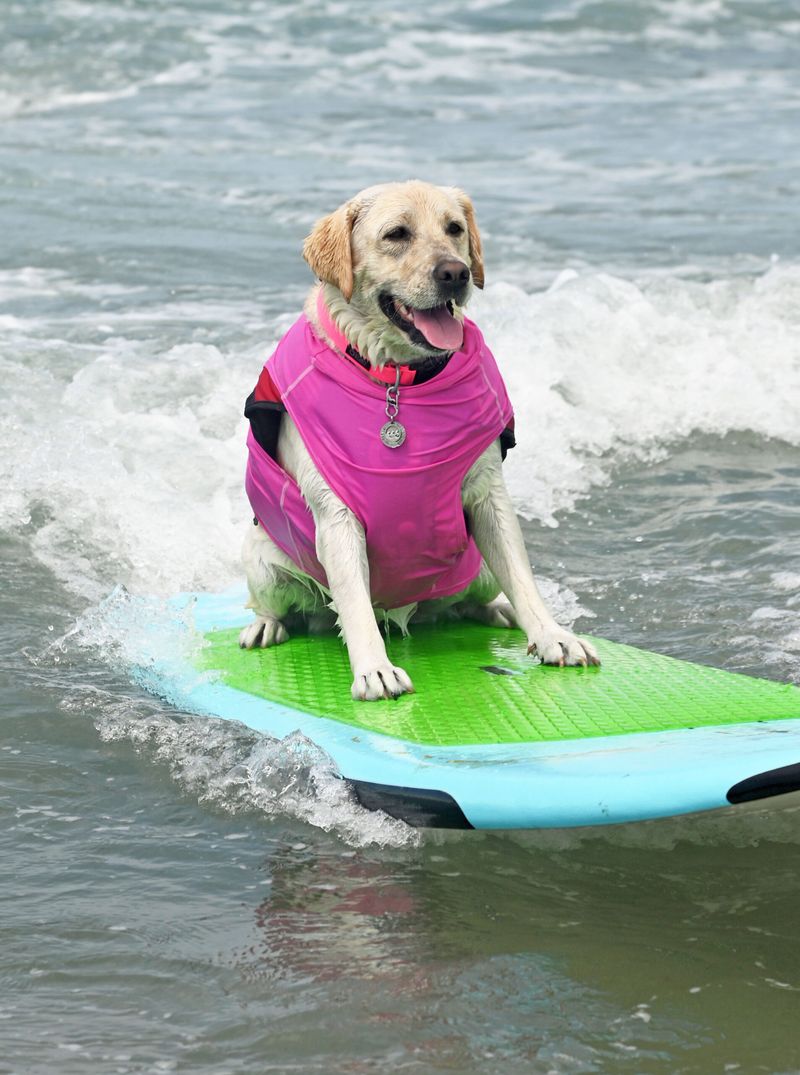 Helen Woodward Animal Center – Del Mar, CA