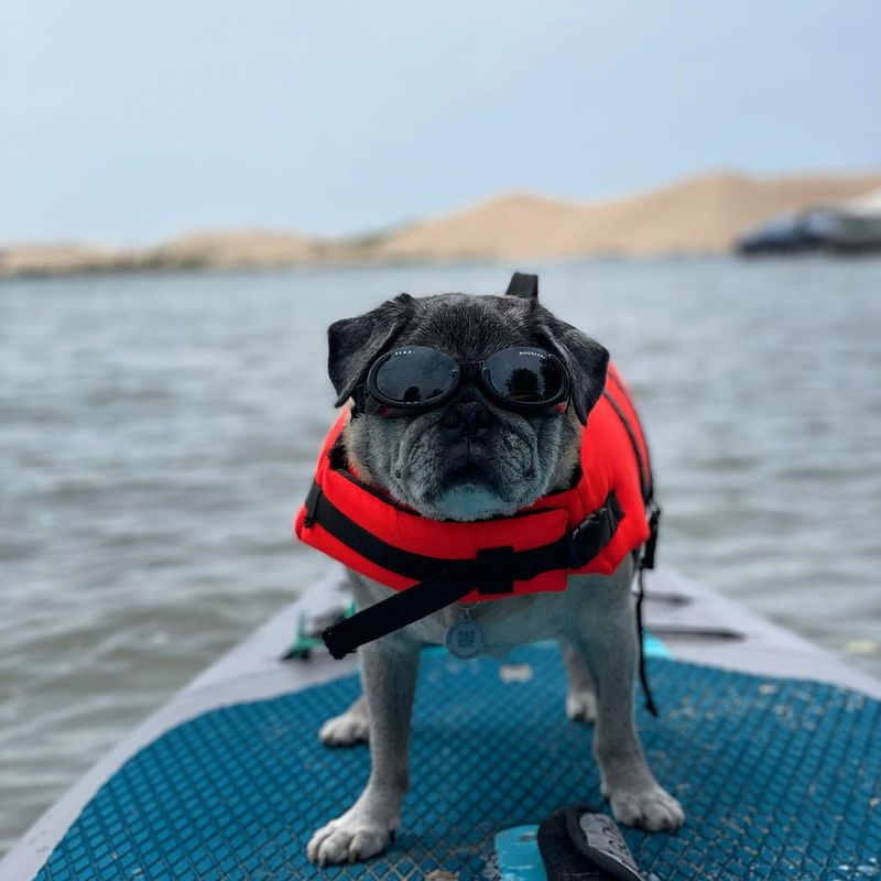 Silver Lake's Dune-Side Doggy Dips