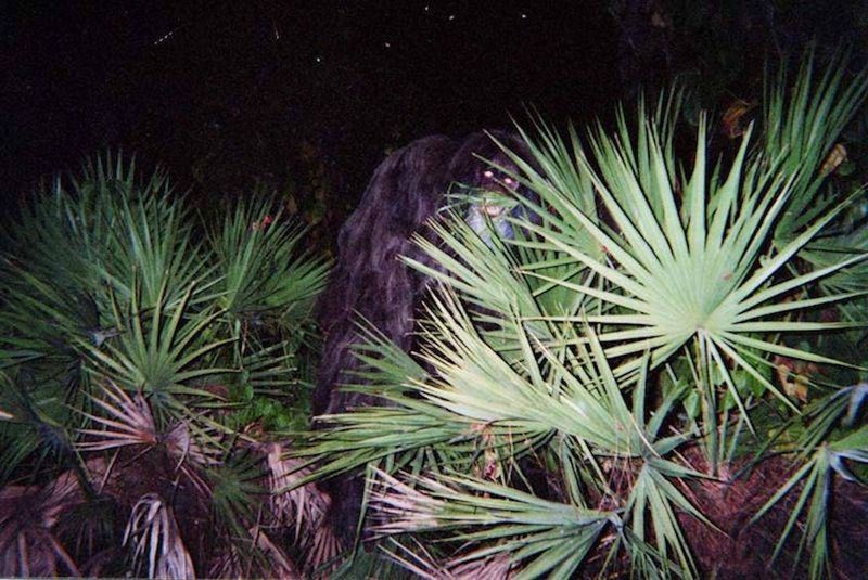 Skunk Ape: The Swamp Sasquatch