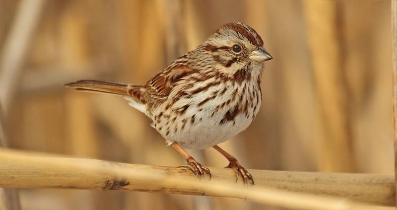 Song Sparrow – The Melodious Underdog