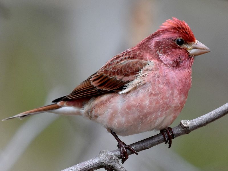 Purple Finch (Haemorhous purpureus)