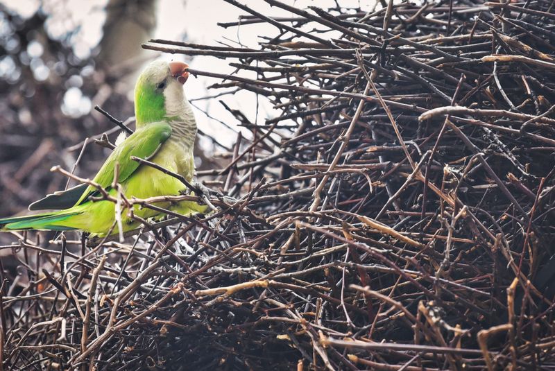 Quaker Parrot: The Illegal Immigrant