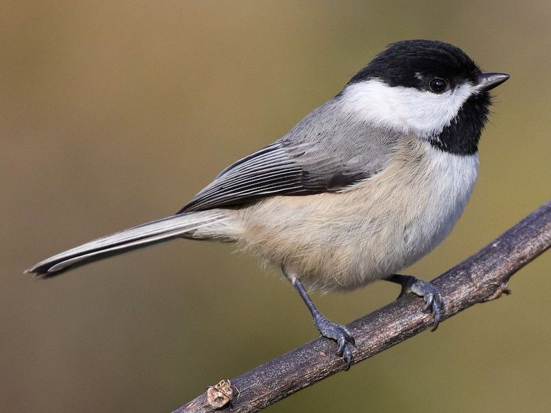 Carolina Chickadee