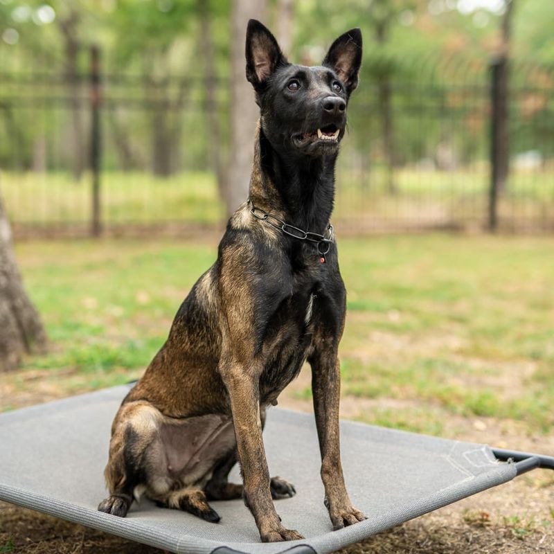 Belgian Malinois' High Drive Meets Drone Technology