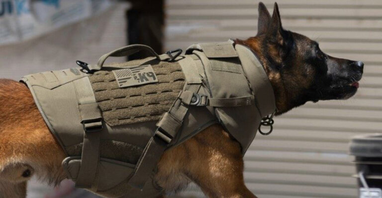 How Belgian Malinois Are Dominating Houston’s Drone Scene (And The Futuristic Gear They Use)