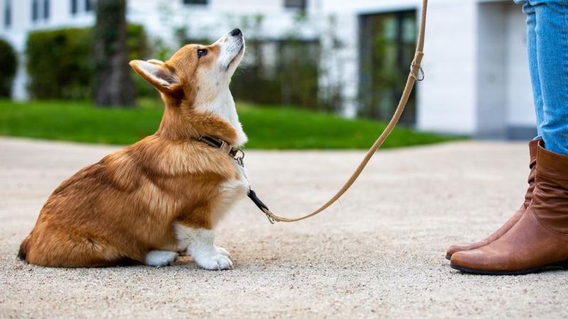 Leash Laws: Freedom Vs. Control