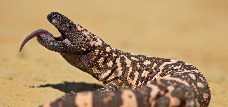 Is It Dangerous to Humans? Rarely—but Respect Is Key