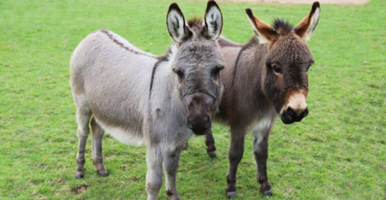 How Mini Donkeys Took Over Manhattan Rooftops As Unexpected Therapy Stars