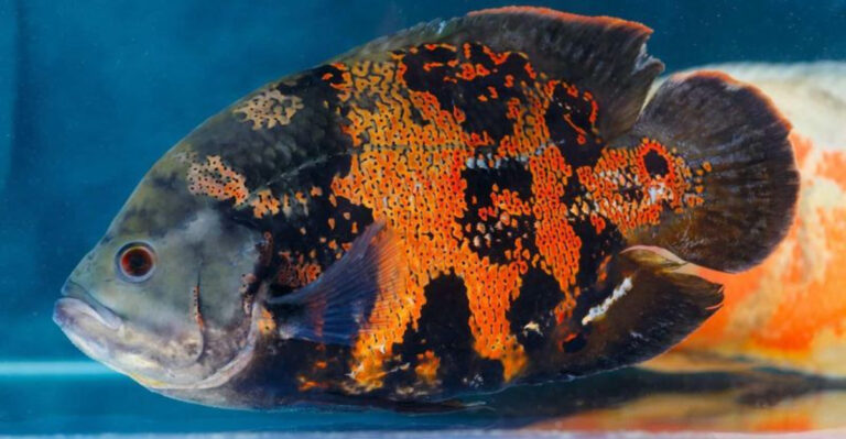 How Oscar Fish Ended Up In Michigan’s Waters