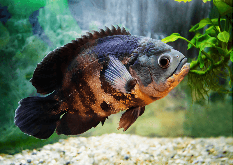 Aquarium Owners' Abandoned Pets