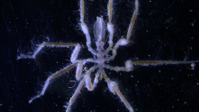 Why This Discovery Matters for Climate Science