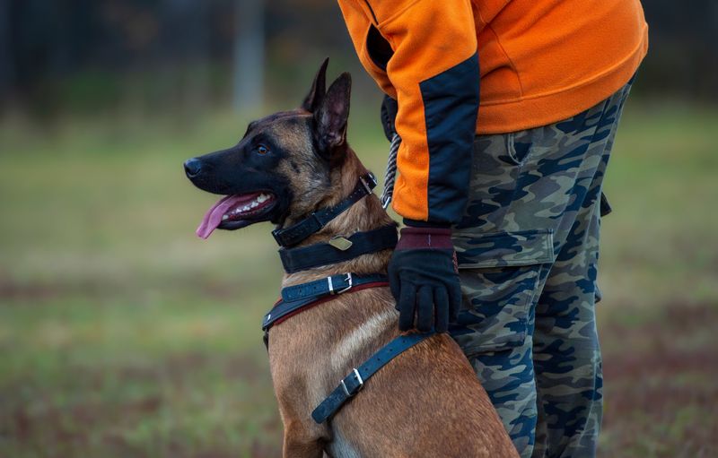 GPS Tracking Systems That Connect Dogs to Drone Networks