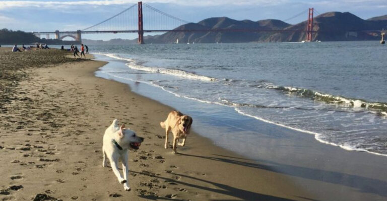 How Top Dog-Friendly Cities In California Are Leading The Charge In Pet Accessibility
