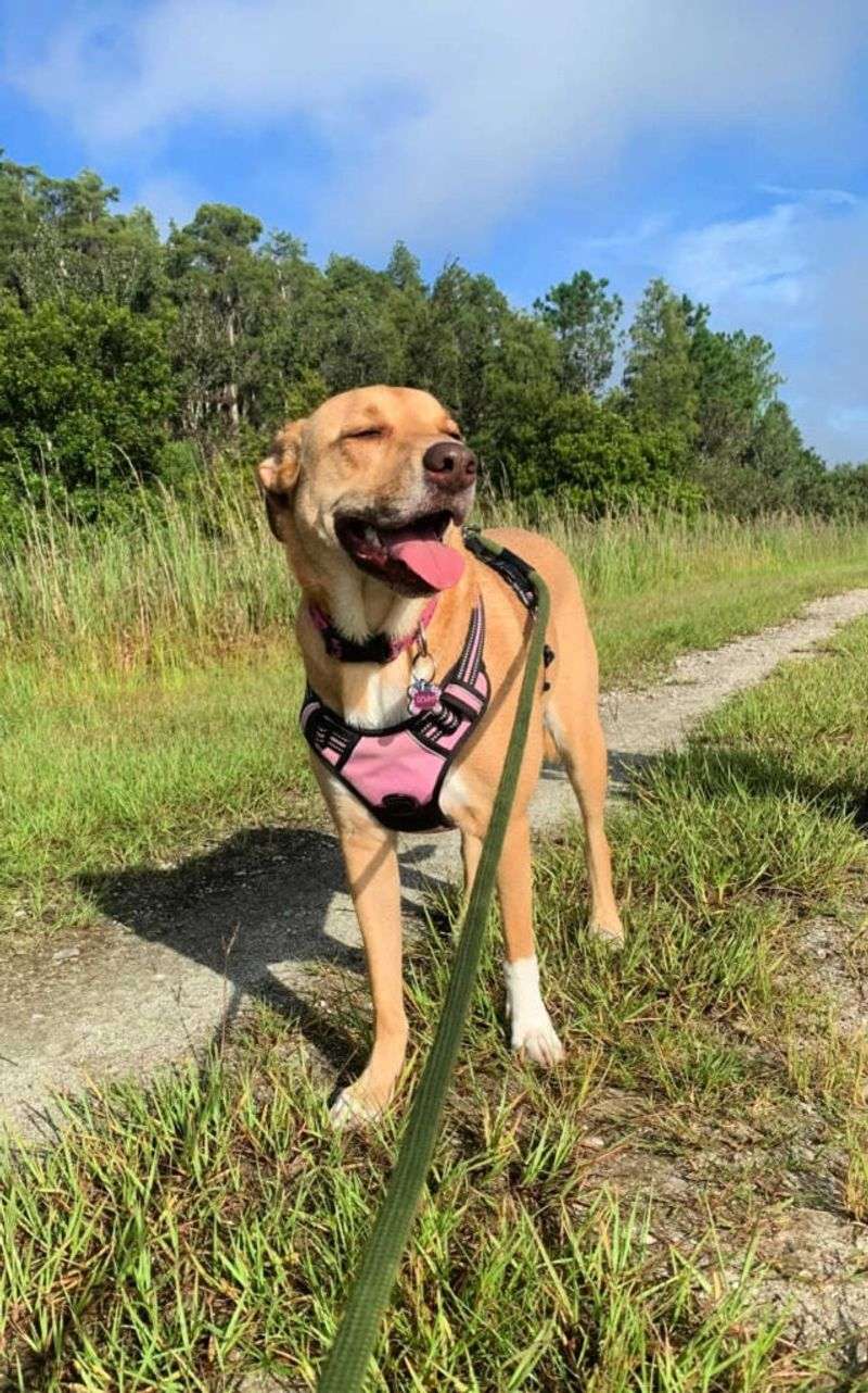 Leash Up For Life-Saving Protection