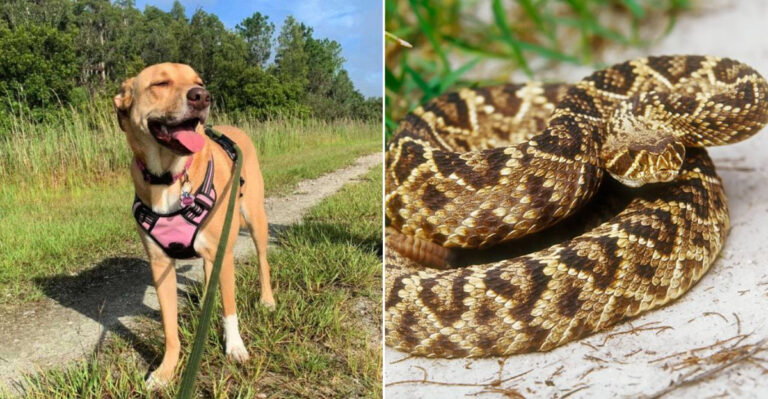 How to Protect Your Dog From Florida’s Exotic Wildlife (And Why It’s Crucial)