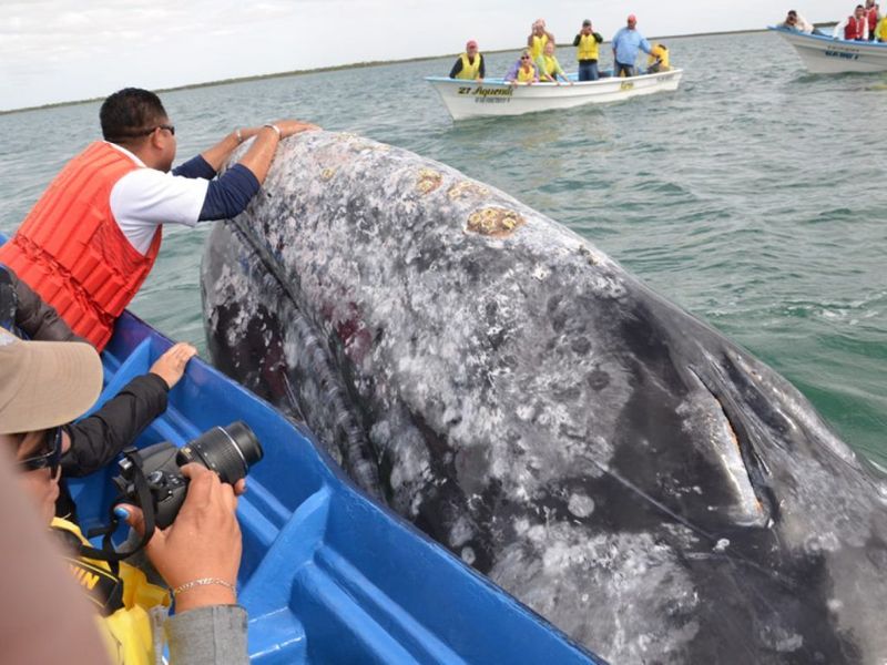 Gray Whale: The Marathon Migrator