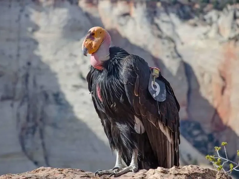 California Condor: Defying The Edge Of Extinction