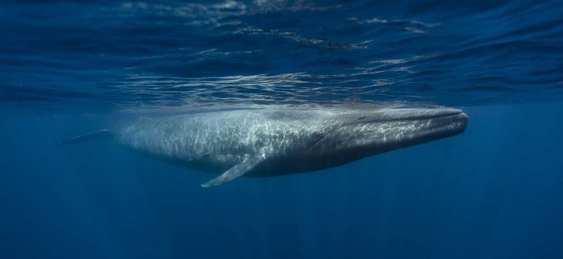 Blue Whale: The Living Legend