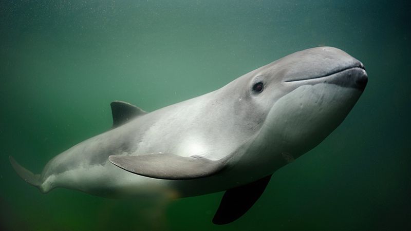 Harbor Porpoise