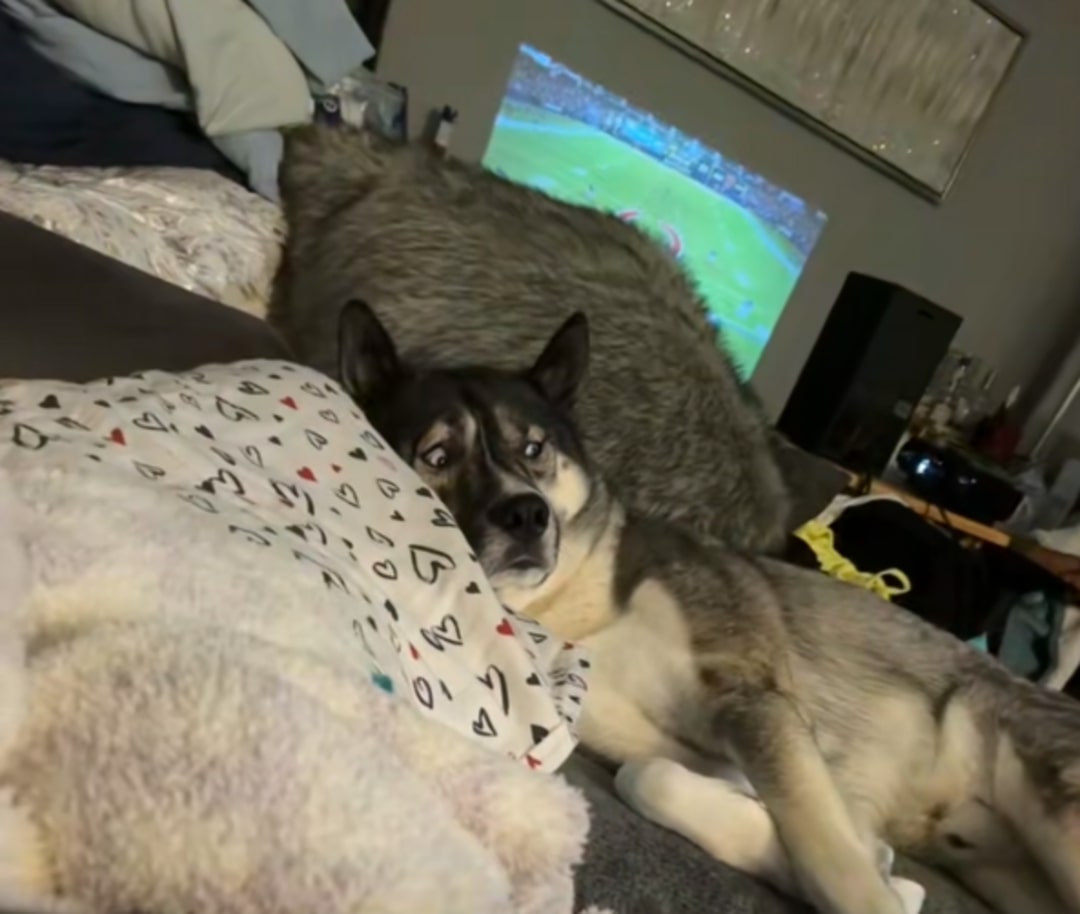 Husky laying down