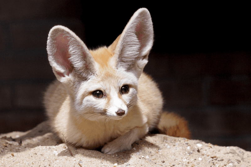 Fennec Foxes: Desert Elves With Satellite Ears