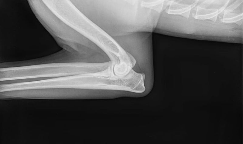 Elbow Dysplasia: Protecting Working Dogs' Joints