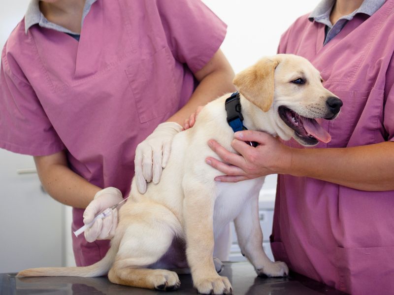 Rabies Shots: Non-Negotiable