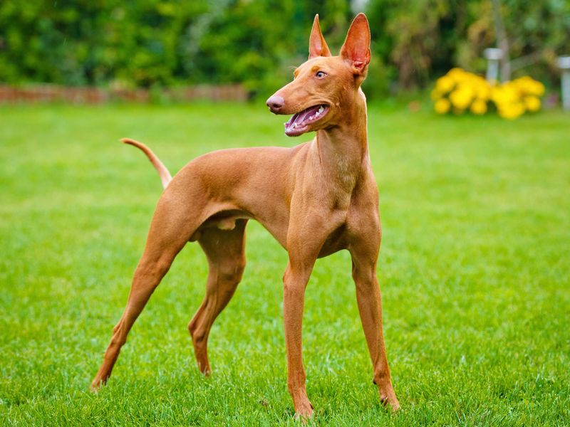 Pharaoh Hound: The Smiling Sun Worshipper