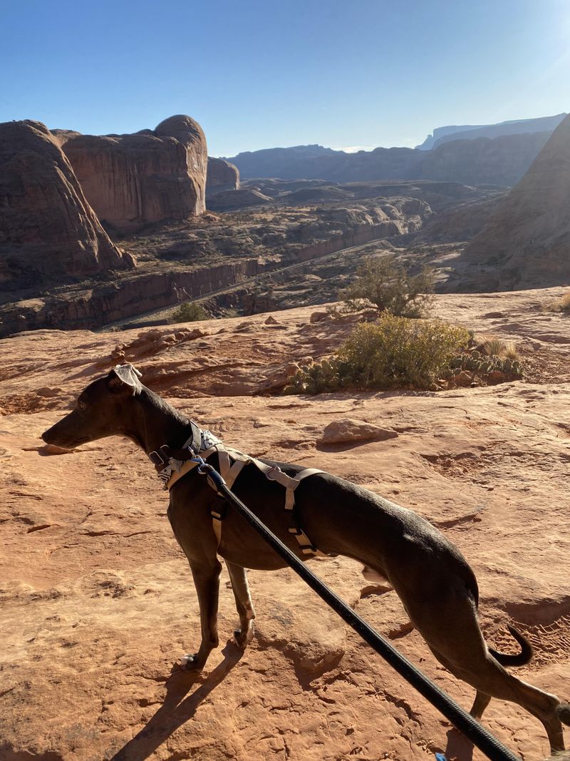 Whippet: The Miniature Speed Demon With Desert Smarts